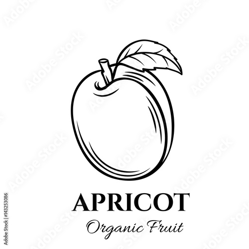 Hand drawn apricot icon.