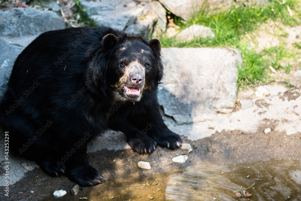 Black bear sitting on a rock and eating Black bear sitting on a rock and eating