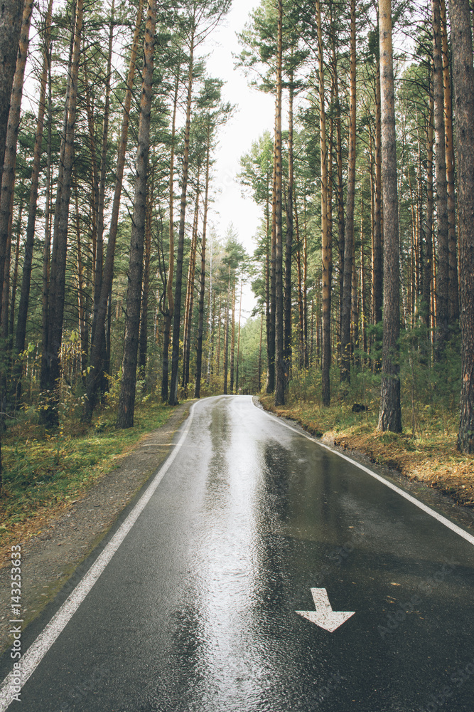 The road through the pine forest. Wet asphalt after rain The road through the pine forest. Wet asphalt after rain