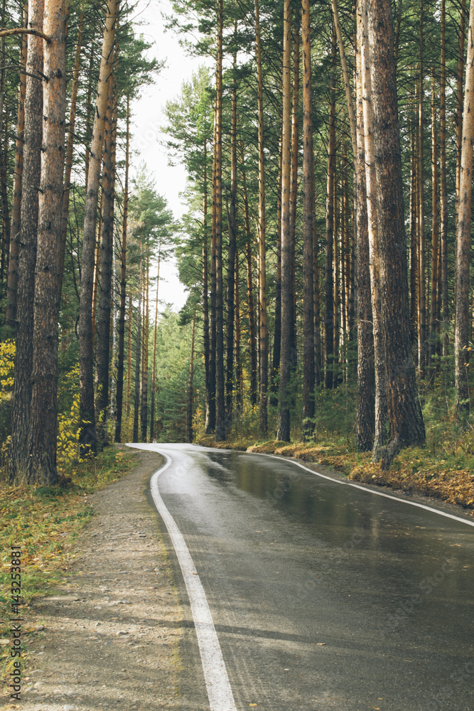 Fototapeta premium The road through the pine forest. Wet asphalt after rain