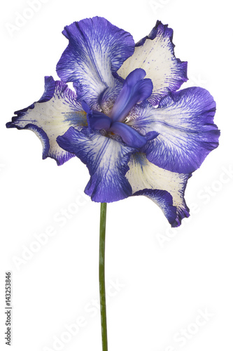Fototapeta Naklejka Na Ścianę i Meble -  iris flower isolated