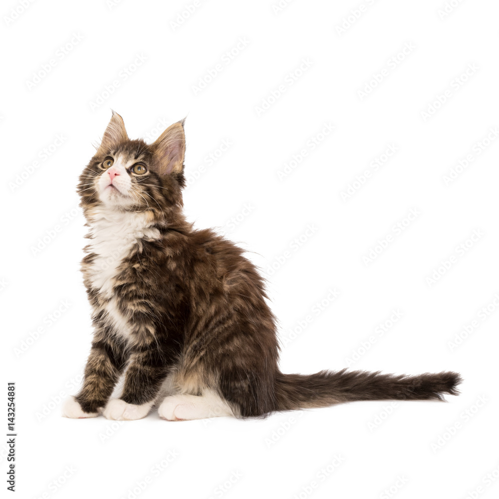 Maine coon kitten isolated on white background