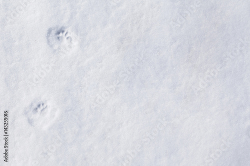 Wallpaper Mural the tracks of a mink in the snow Torontodigital.ca