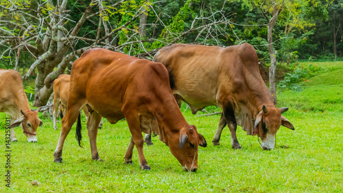 Herd of horses grazing grass in a field.