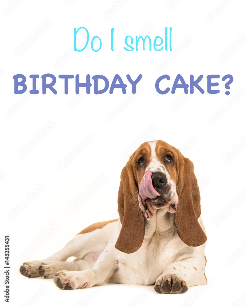 Basset hound birthday sales cake