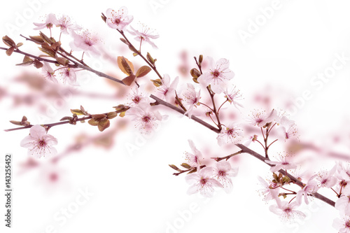Blüten einer Blutpflaume (Prunus cerasifera Nigra) © Harald Biebel