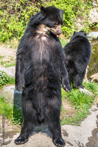 Bear cubs playing and fighting standing up on 2 legs