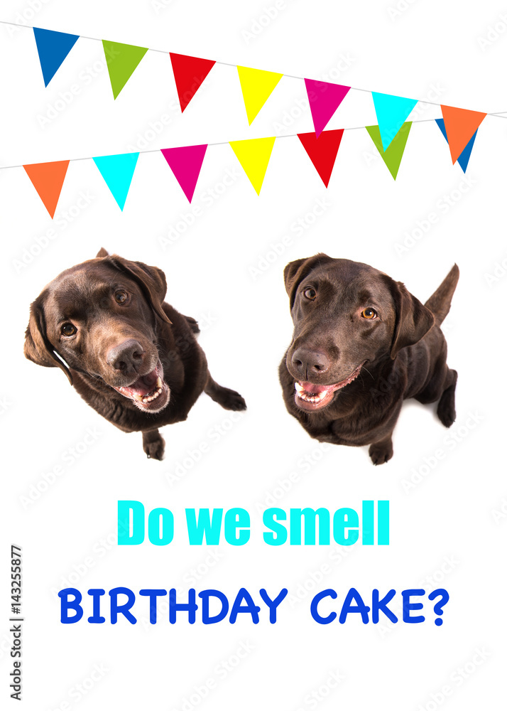 labrador birthday cake