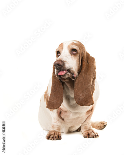 Sitting basset hound making a funny face sticking its tongue out isolated on a white background
