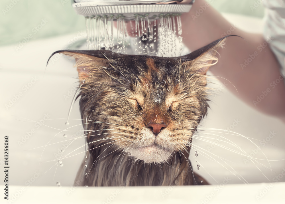 Fototapeta premium Mokry kot w wannie