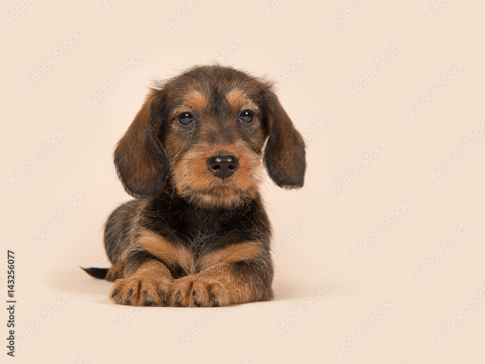 Cute brown dachshund puppy lying downs on a creme background facing the camera