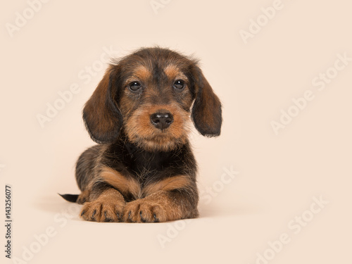 Cute brown dachshund puppy lying downs on a creme background facing the camera