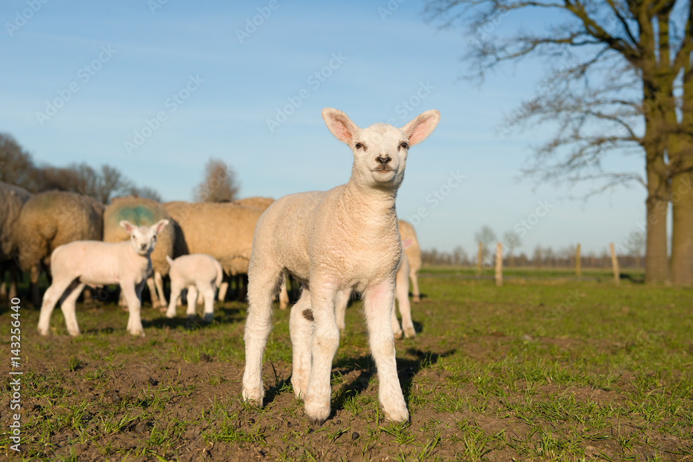 Fototapeta premium Little white lamb on a grassfield with other sheep in the background facing the camera on a sunny day