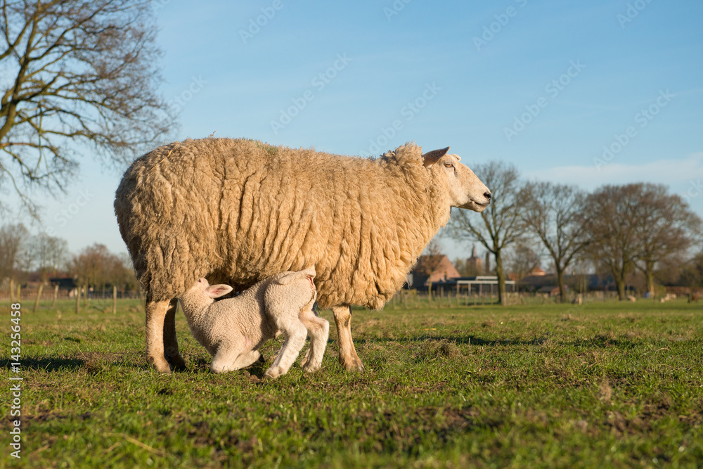 Fototapeta premium Little lamb drinking with its mom sheep on a green field an a blue sky on a sunny day