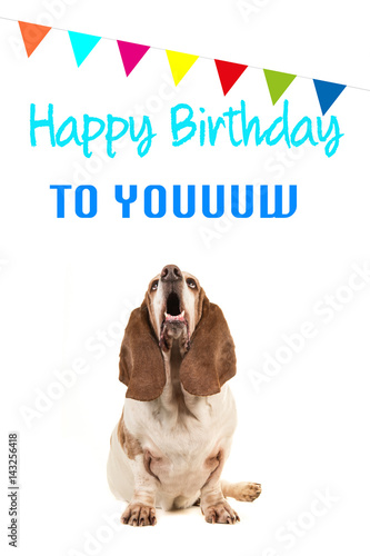 Fototapeta Naklejka Na Ścianę i Meble -  Basset hound looking up and singing text happy birthday to you on a birthday card with party garland on a white background