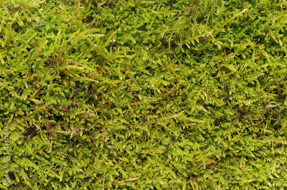 Green Moss Texture Green Moss Texture