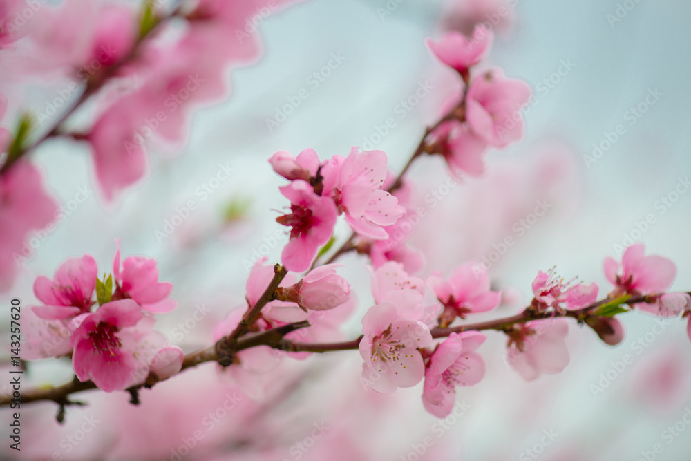 Fototapeta premium Pink blooming tree in garden, spring concept.