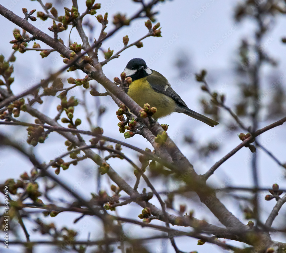 Naklejka premium Great tit on a branch