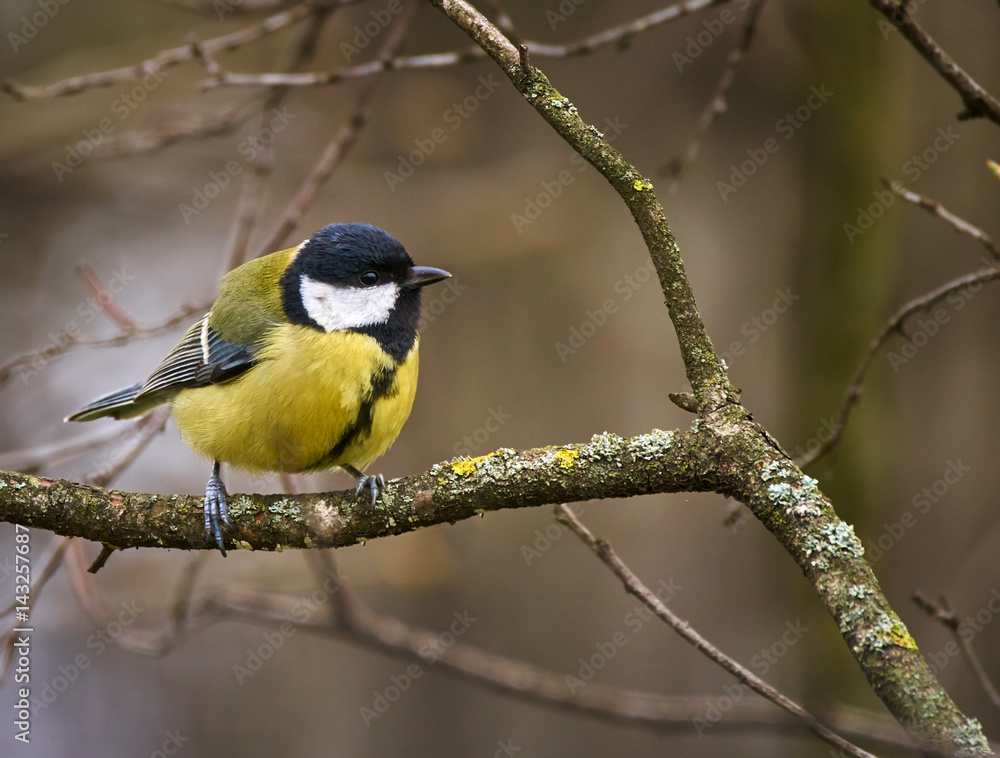 Great tit on a branch Great tit on a branch