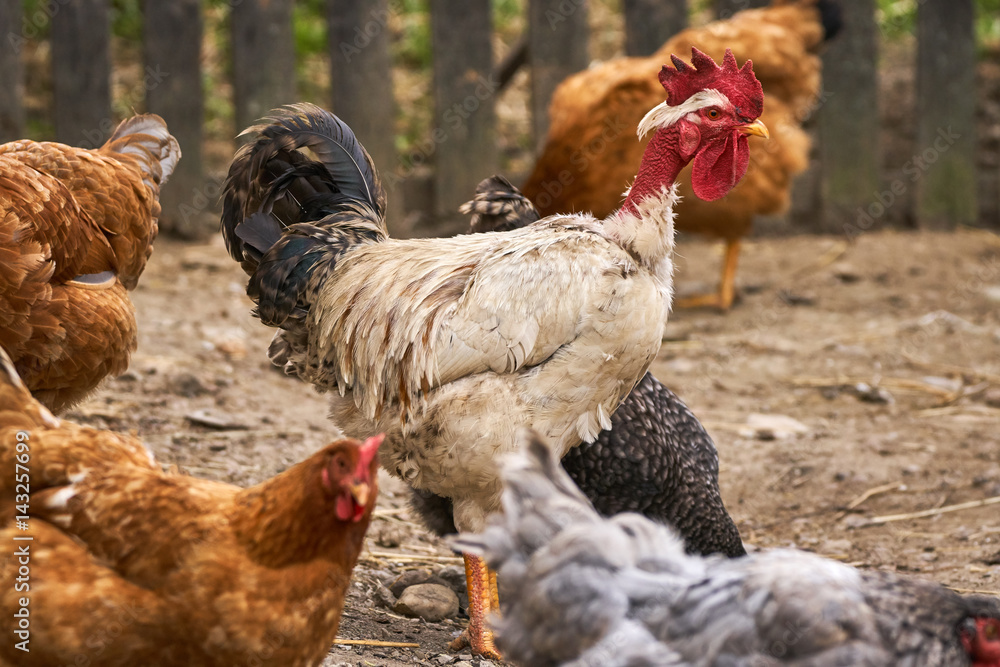 Fototapeta premium Free range chickens and rooster