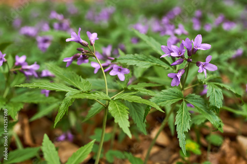 Small purple flowers