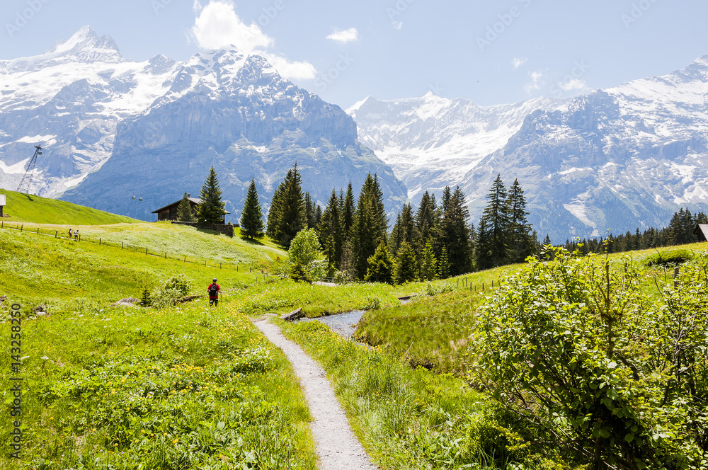 Grindelwald, Berner Oberland, Alpen, First, Waldspitz, Bort, Wanderweg, Eiger,  Schreckhorn, Sommer, Schweiz
