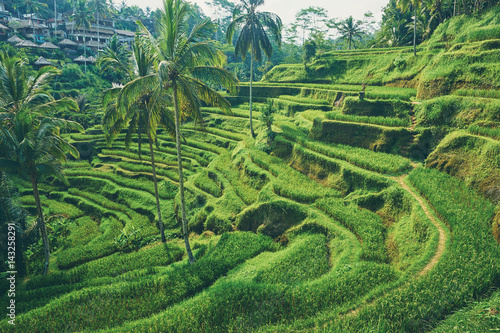 Beautiful landscape with rice terraces and coconut palms near Tegallalang village, Ubud, Bali, Indonesia. photo