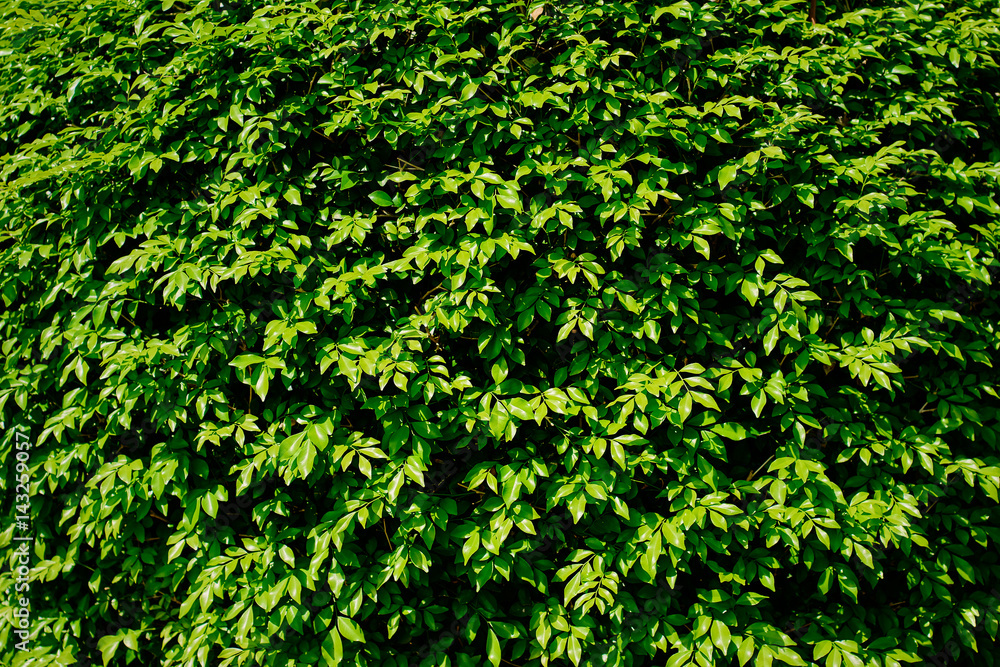 Green leaves texture background. Green leaves texture background.