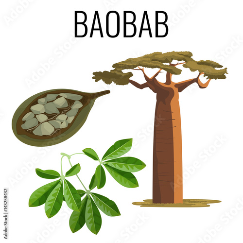 African baobab tree and fruit with seeds color icon emblem