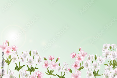 Greeting card with Alstroemeria can be used as invitation card for wedding, birthday and other holiday and summer background. Vector illustration.