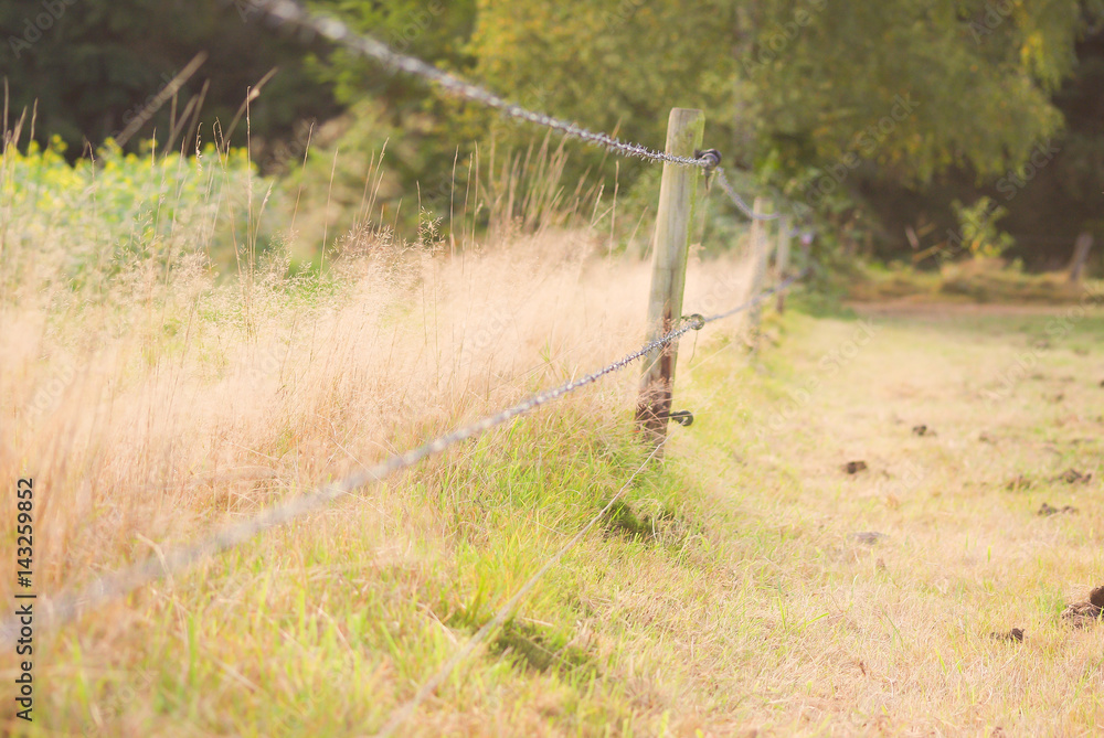 Fototapeta premium Meadow