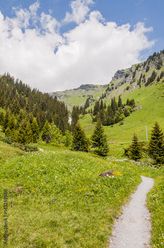 Obraz premium Grindelwald, Berner Oberland, First, Waldspitz, Bort, Wanderweg, Naturweg, Blumenpfad, Alpenkräuter, Bergwiesen, Alpen, Sommer, Schweiz