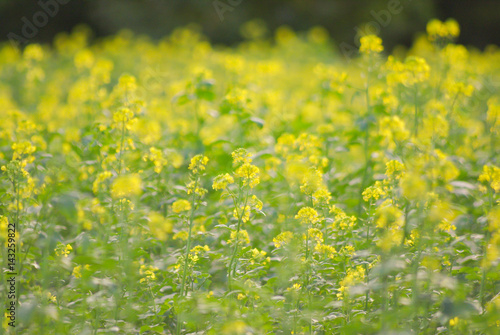 Mustard seed flowers © FEM