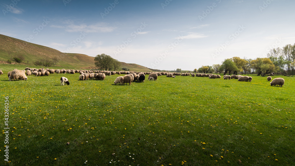 Fototapeta premium Herd of sheep on pasture in spring
