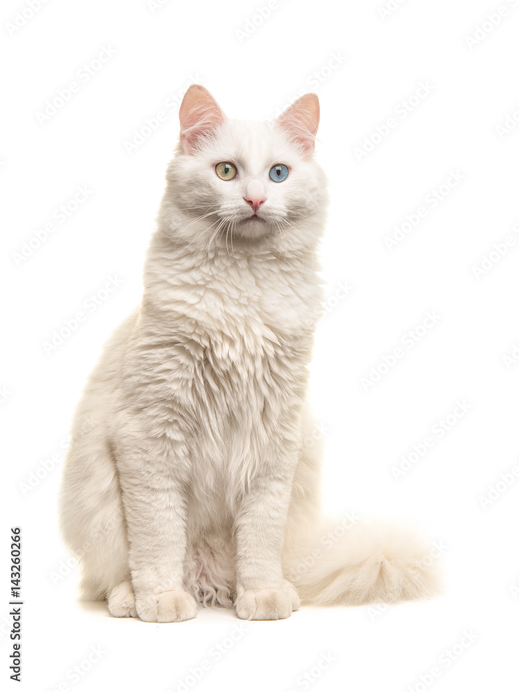 White turkish angora odd eye cat sitting not looking at the camera isolated on a white background