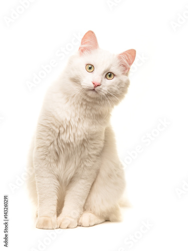 White sitting turkish angora cat sitting and leaning forward to look in the camera isolated on a white background