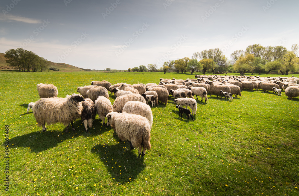 Herd of sheep on pasture in spring
