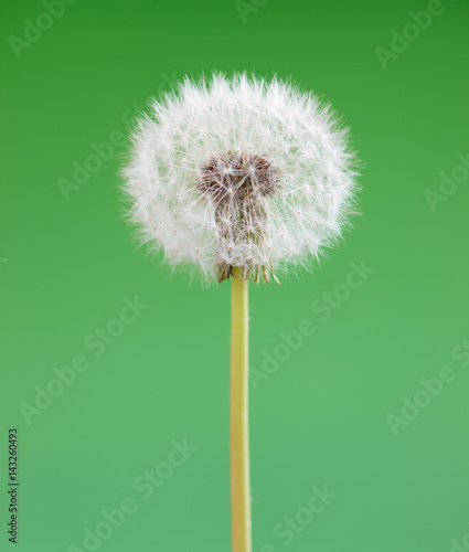 Dandelion flower on green background. One object isolated. Spring concept.