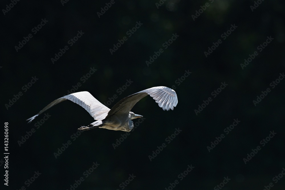 Gray Heron Ardea cinerea in flight Gray Heron Ardea cinerea in flight