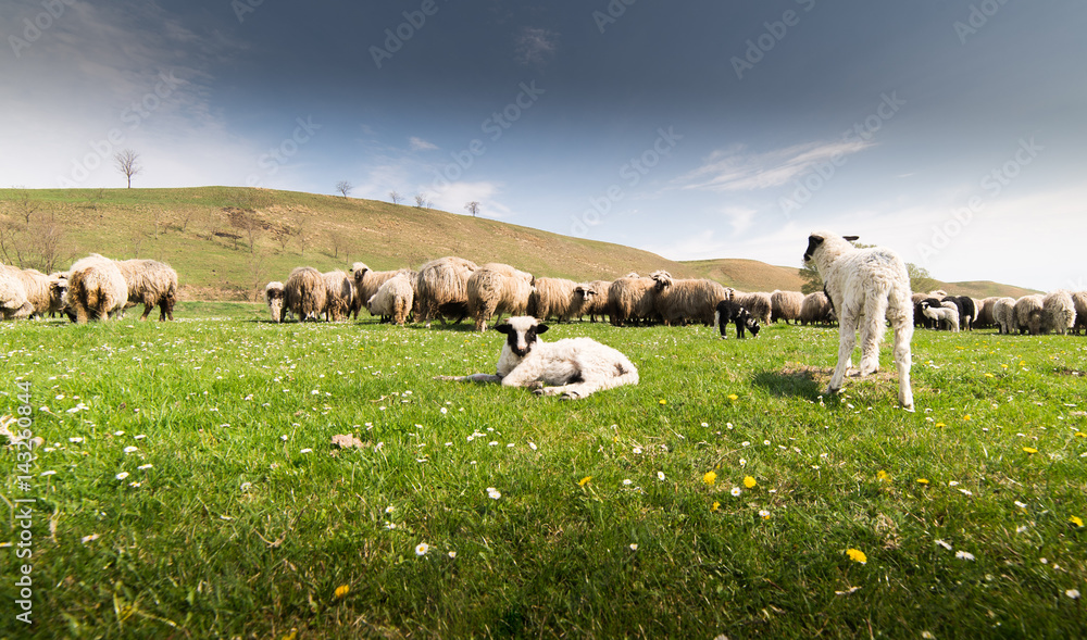 Obraz premium Herd of sheep on pasture in spring