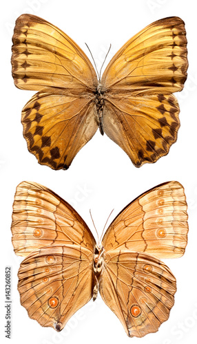 Top View of Spread Butterfly photo