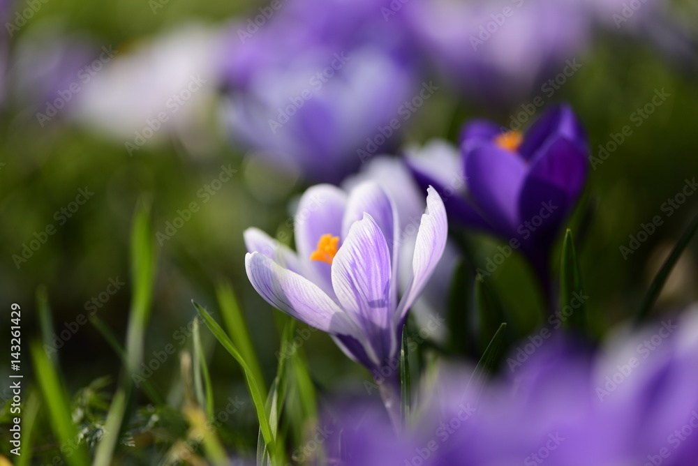 Frühligserwachen Frühligserwachen