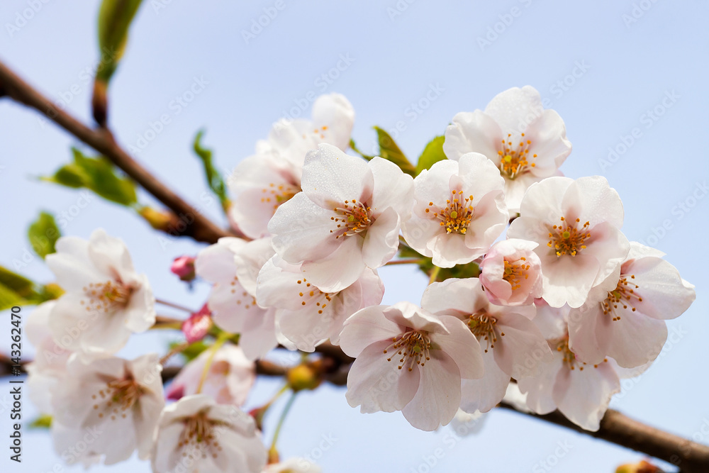 Tender Sakura or cherry tree flowers blossoming spring sunny day Tender Sakura or cherry tree flowers blossoming spring sunny day