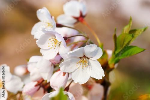 Tender Sakura or cherry tree flowers bloom spring sunny day