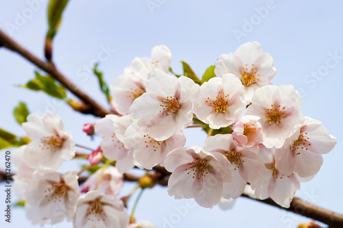 Tender Sakura or cherry tree flowers blossoming spring sunny day