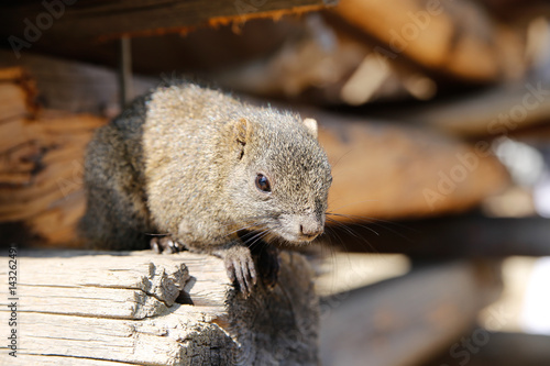 squirrel(Callosciurus) photo