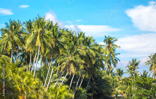 Tropical landscape with palm trees and blue sky. Travel in exotic place.