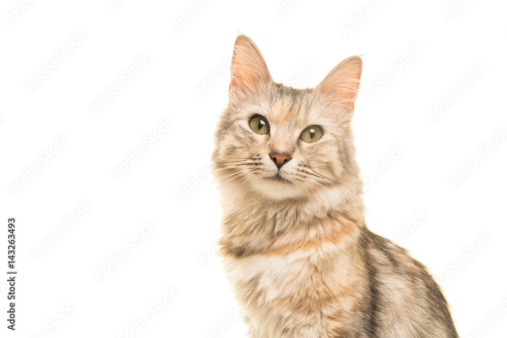 Tabby turkish angora cat portrait looking at the camera isolated on a white background Tabby turkish angora cat portrait looking at the camera isolated on a white background