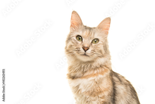 Tabby turkish angora cat portrait looking at the camera isolated on a white background