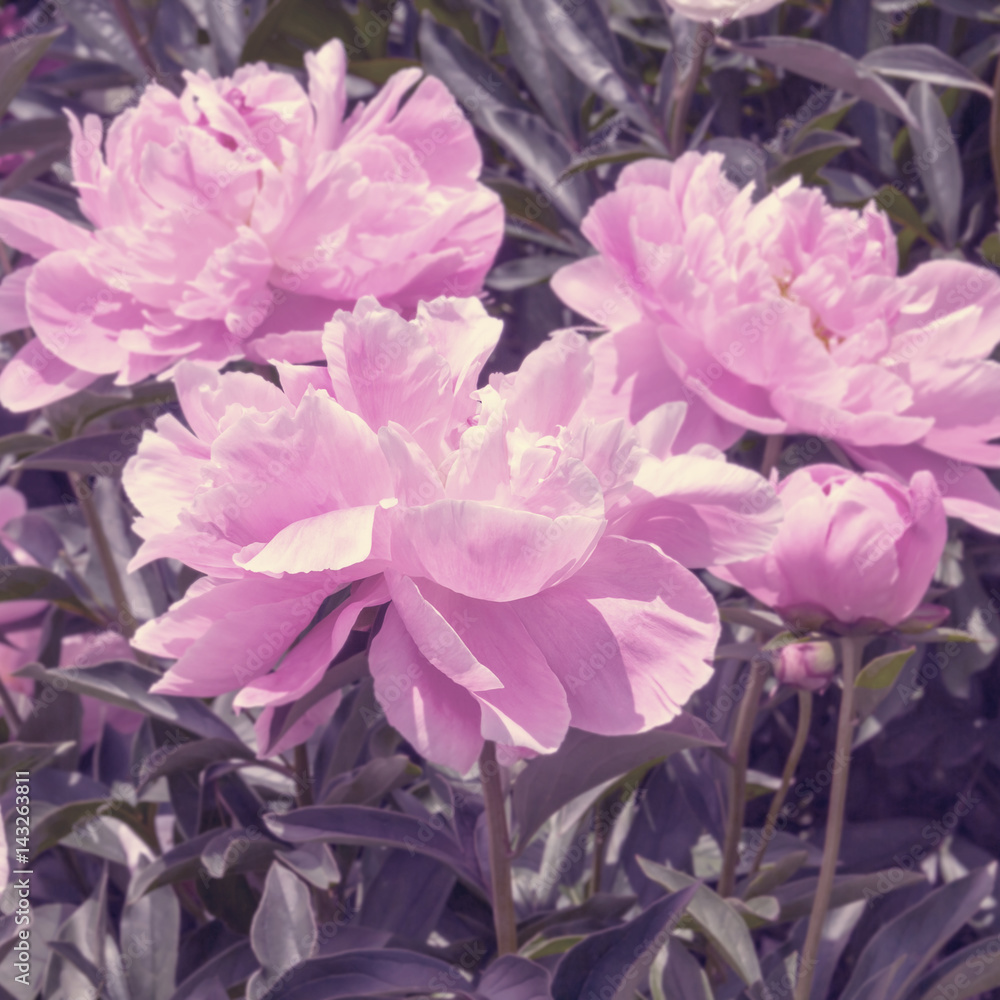 Pink peonies on a bed in the park